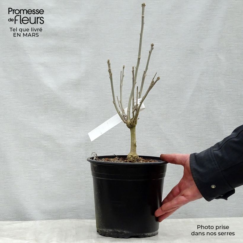 Spécimen de Hibiscus French Cabaret Red - Althéa double rouge foncé Pot de 3L/4L tel que livré au printemps