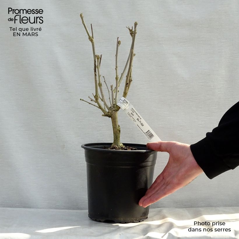 Spécimen de Hibiscus Pink Giant - Althéa rose à coeur rouge Pot de 4L/5L tel que livré au printemps