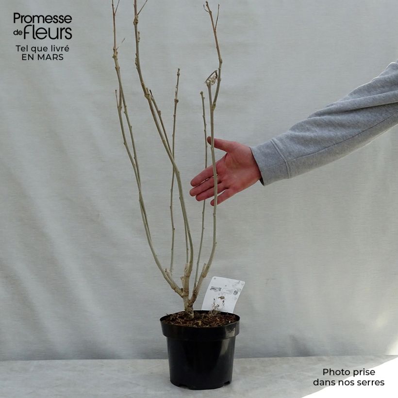 Spécimen de Hibiscus Rose Moon - Althéa rose à coeur rouge Pot de 3L/4L tel que livré au printemps