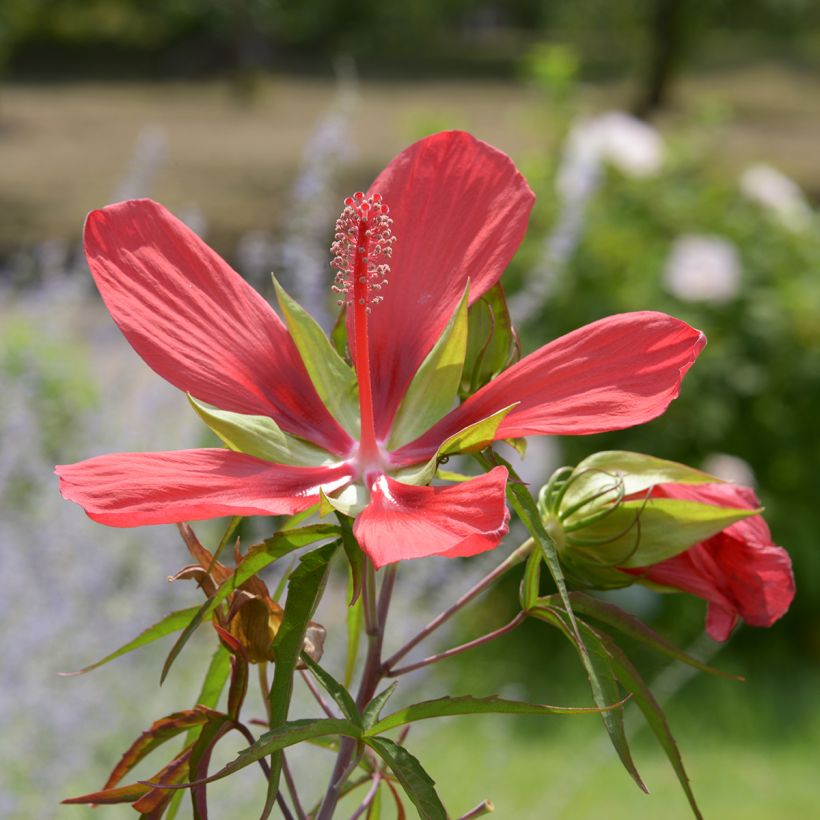 Hibiscus coccineus - Ketmie écarlate - Étoile du Texas. (Floraison)