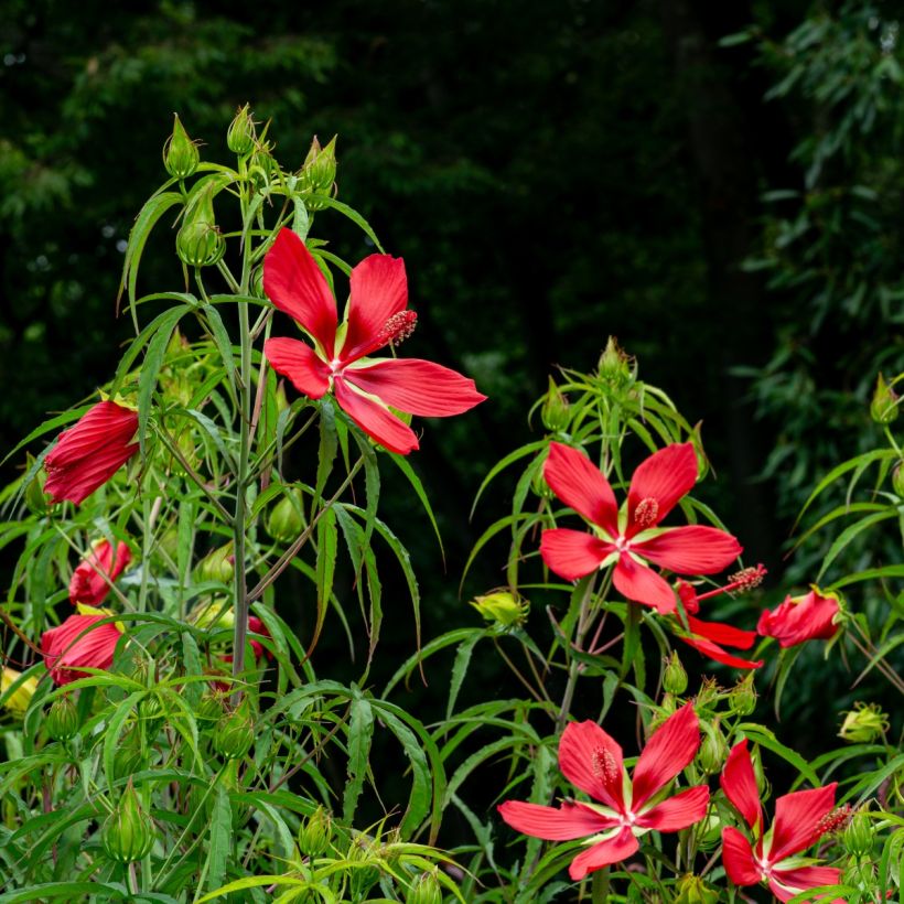 Hibiscus coccineus - Ketmie écarlate - Étoile du Texas. (Port)