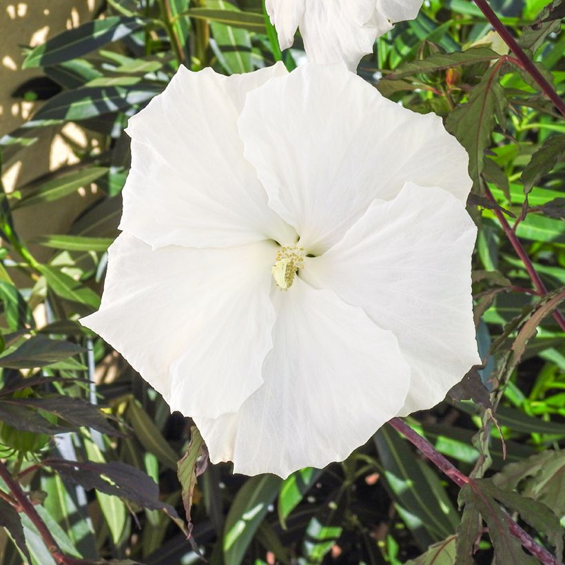 Hibiscus moscheutos Carousel Ghost - Hibiscus des marais (Flowering)