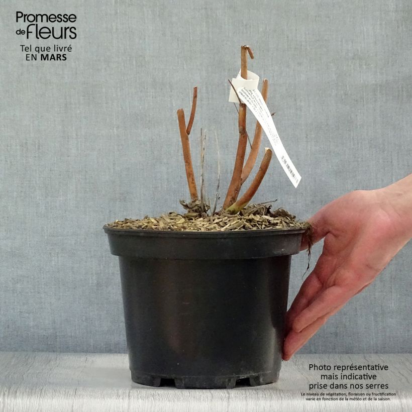 Spécimen de Hibiscus moscheutos Cherry Cheesecake - Hibiscus des marais Pot de 3L/4L tel que livré au printemps