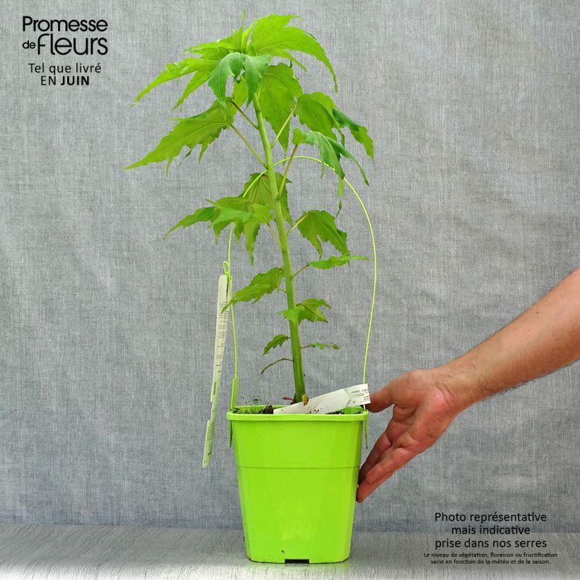 Spécimen de Hibiscus moscheutos Joli Coeur - Hibiscus des marais Pot de 3L/4L tel que livré en été