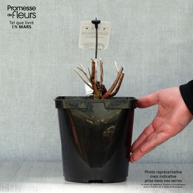 Spécimen de Hibiscus moscheutos Midnight Marvel - Hibiscus des marais Pot de 3L/4L tel que livré au printemps