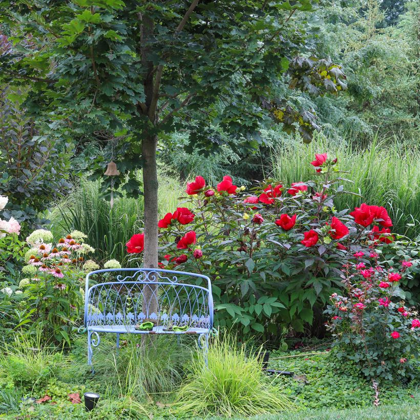 Hibiscus moscheutos Midnight Marvel - Hibiscus des marais (Port)