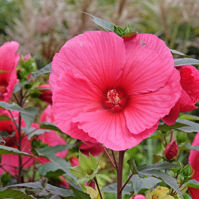Hibiscus moscheutos PLANET Griotte - Hibiscus des marais (Floraison)