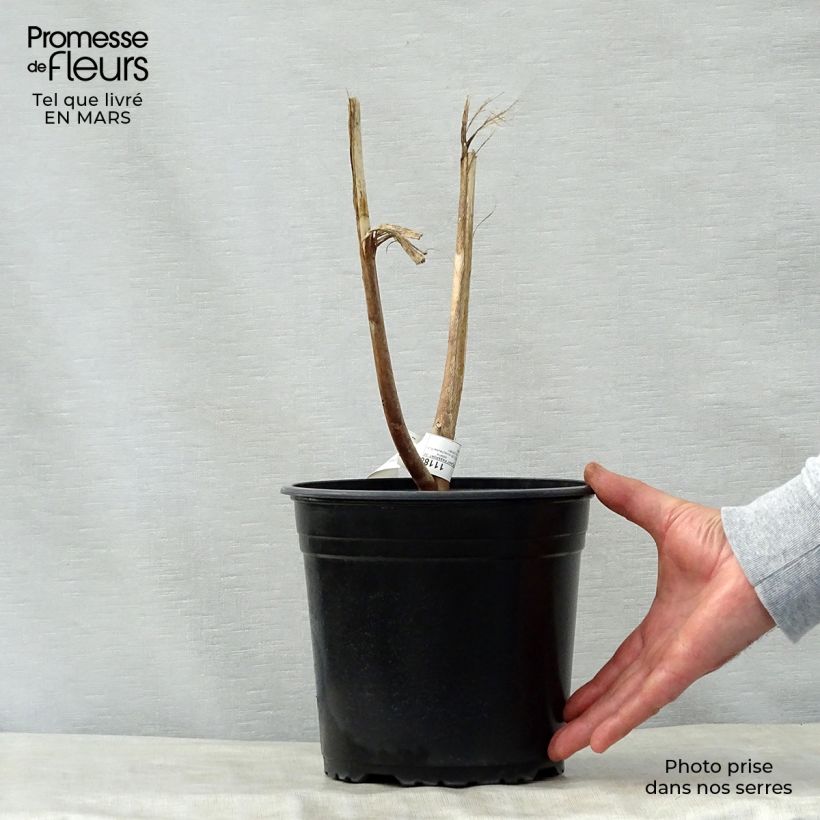 Spécimen de Hibiscus moscheutos PLANET Solène - Hibiscus des marais Pot de 3L/4L tel que livré au printemps