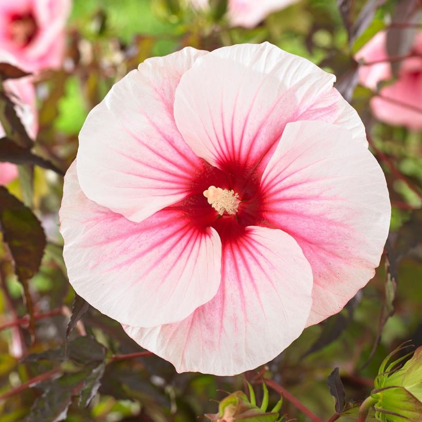 Hibiscus moscheutos Pink Candy - Hibiscus des marais (Floraison)