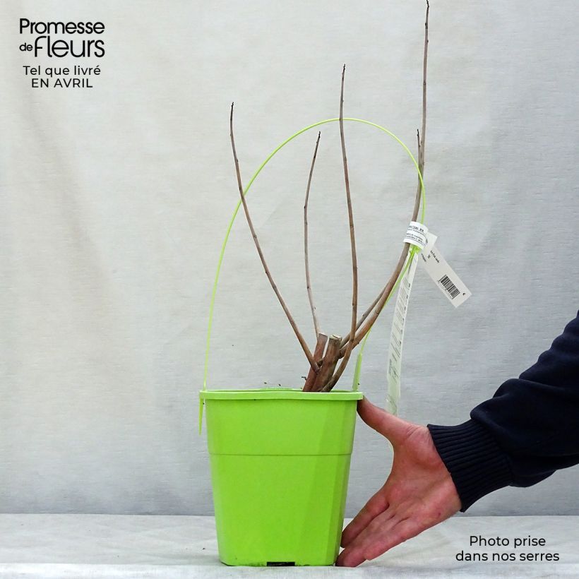 Spécimen de Hibiscus moscheutos Pink Candy - Hibiscus des marais Pot de 3L/4L tel que livré au printemps