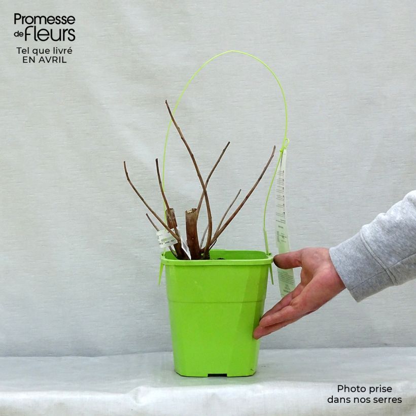 Example of Hibiscus moscheutos Pink Passion - Hibiscus des marais Pot de 3L/4L as you get in printemps