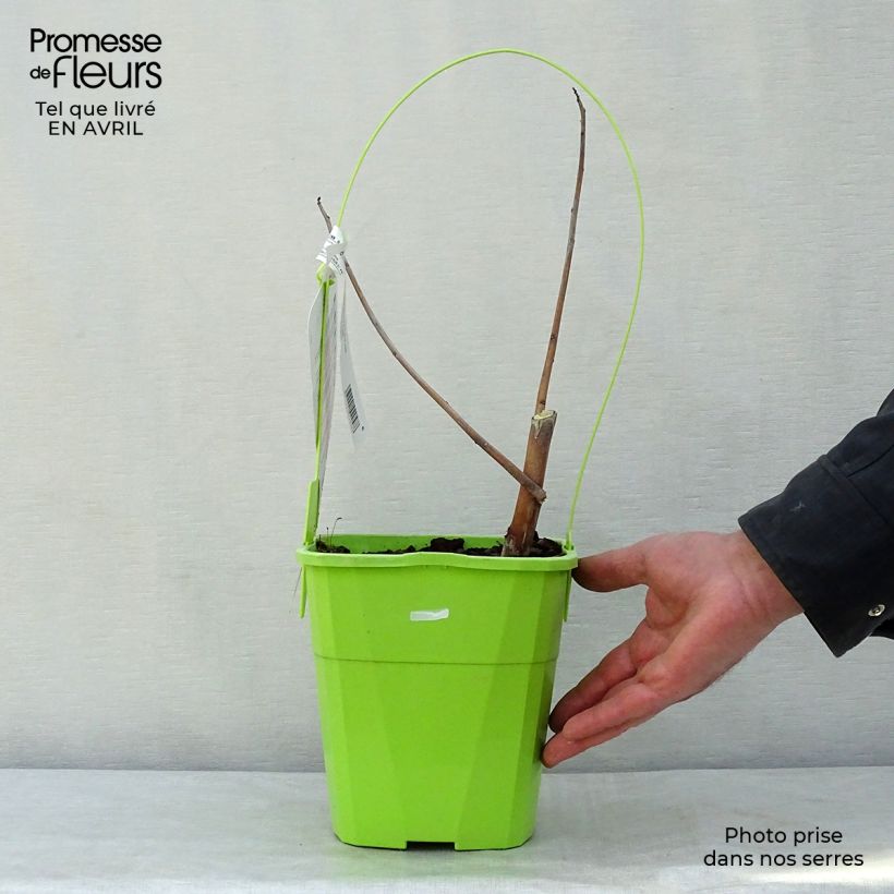 Spécimen de Hibiscus moscheutos Red Wine - Hibiscus des marais Pot de 4L/5L tel que livré au printemps