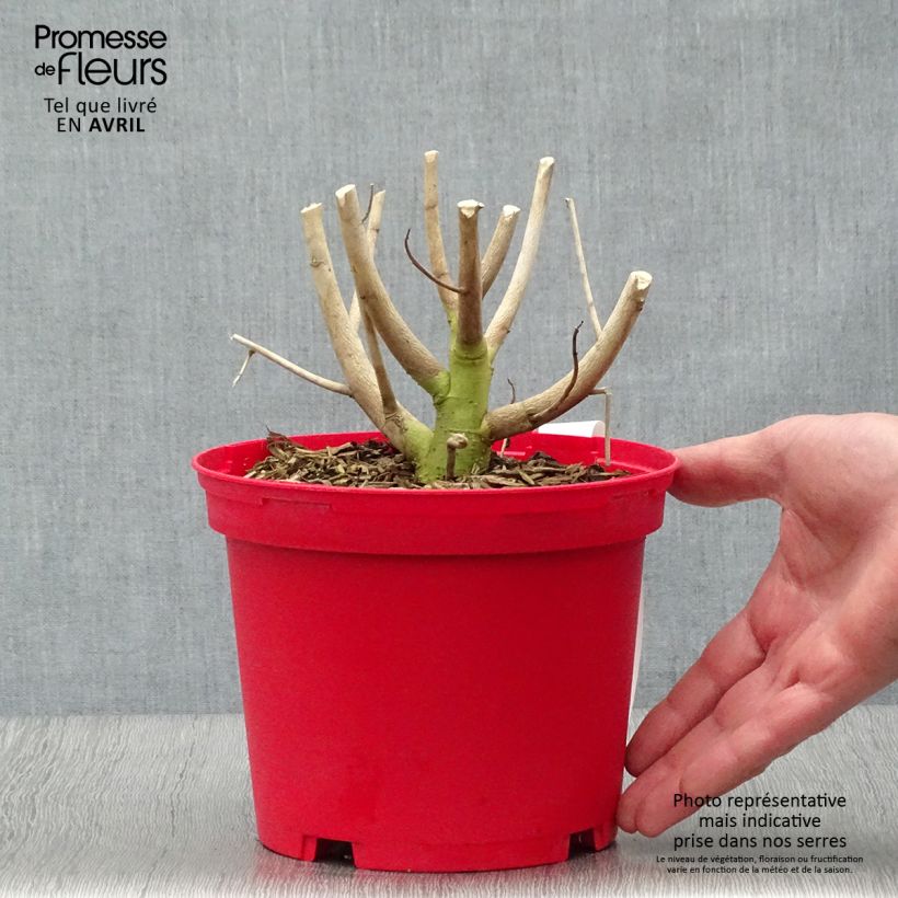 Spécimen de Hibiscus moscheutos Rouge Pot de 2L/3L tel que livré au printemps