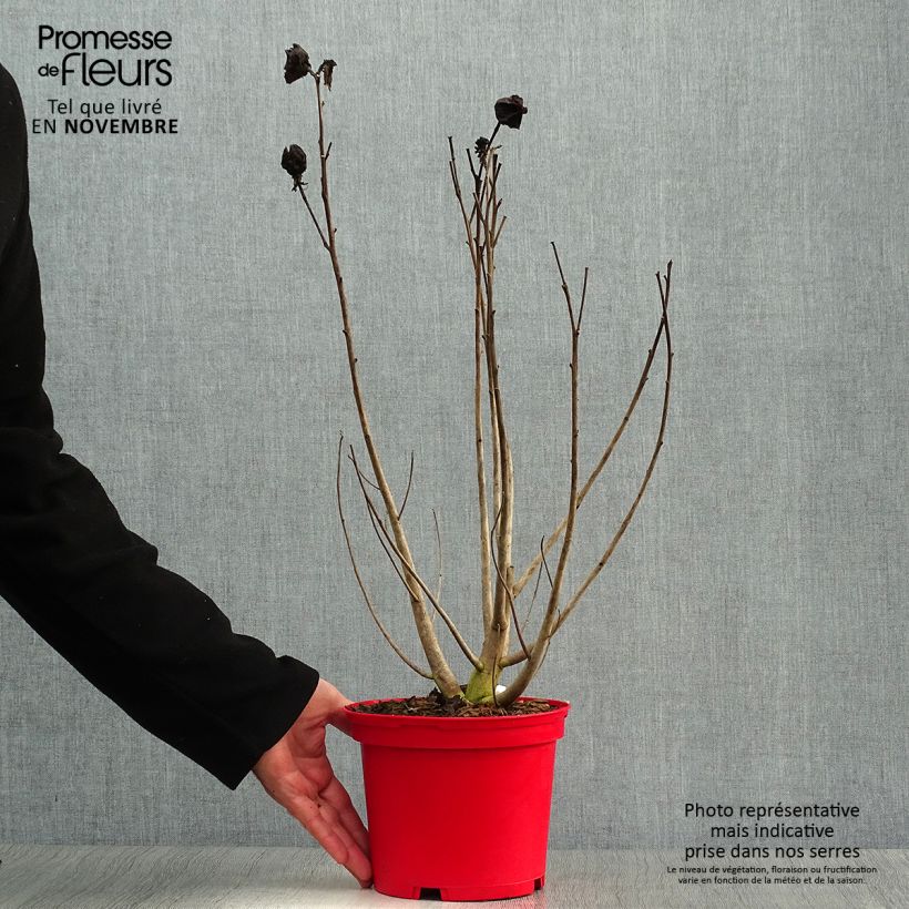 Spécimen de Hibiscus moscheutos Rouge Pot de 2L/3L tel que livré en automne