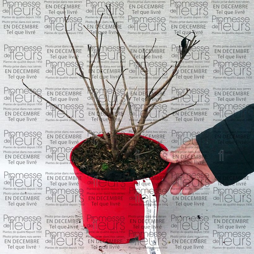 Exemple de spécimen de Hibiscus moscheutos Sweet Caroline - Hibiscus des marais Pot de 2L/3L tel que livré