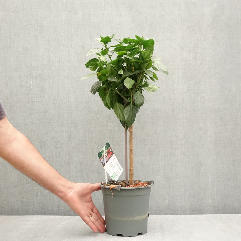 Spécimen de Hibiscus Sunny Cities Premiere Red Pot de 2L/3L tel que livré au printemps