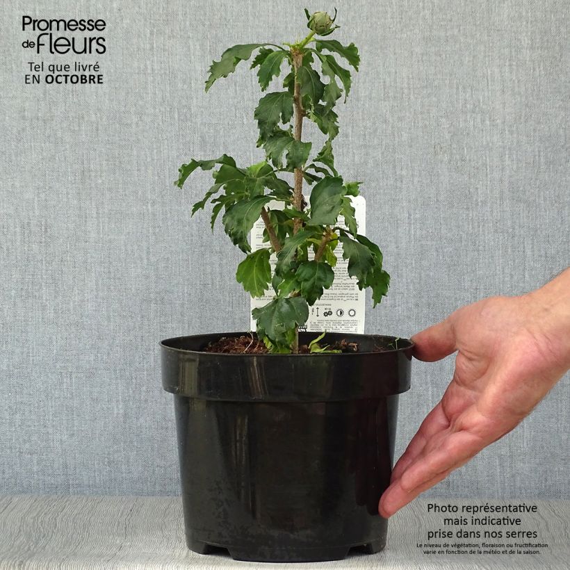 Spécimen de Hibiscus syriacus Azurii - Althéa Pot de 2L/3L tel que livré en automne