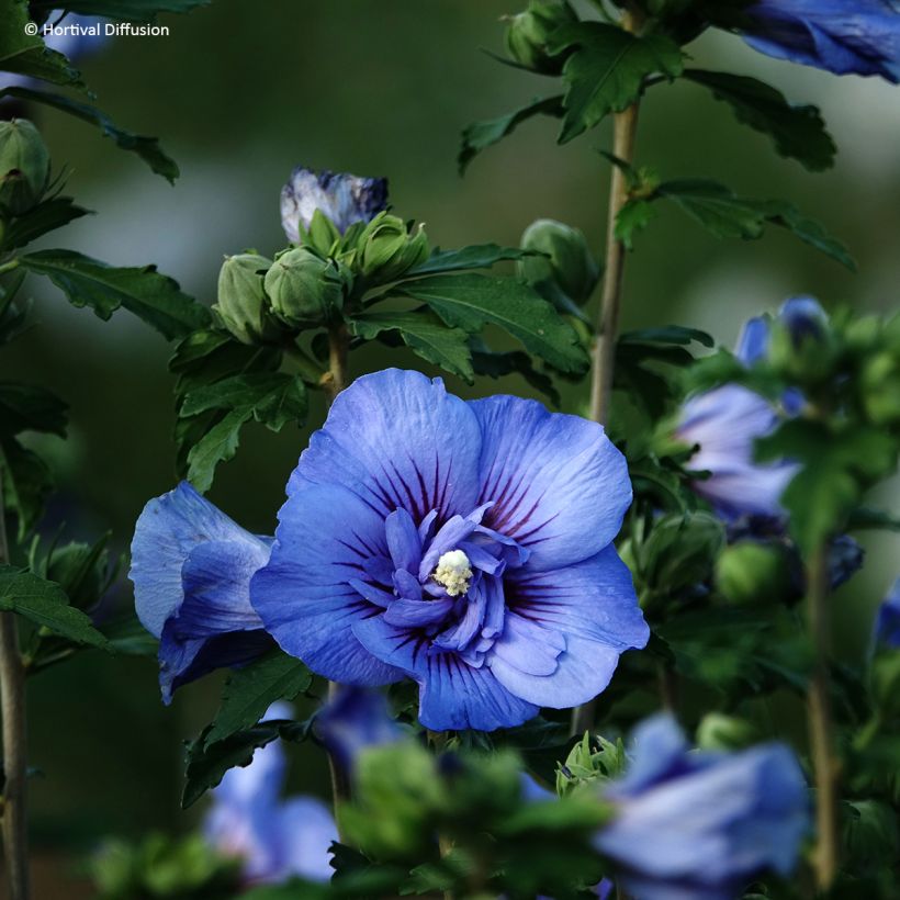 Hibiscus syriacus Beautifull Cobalt - Althéa double (Floraison)
