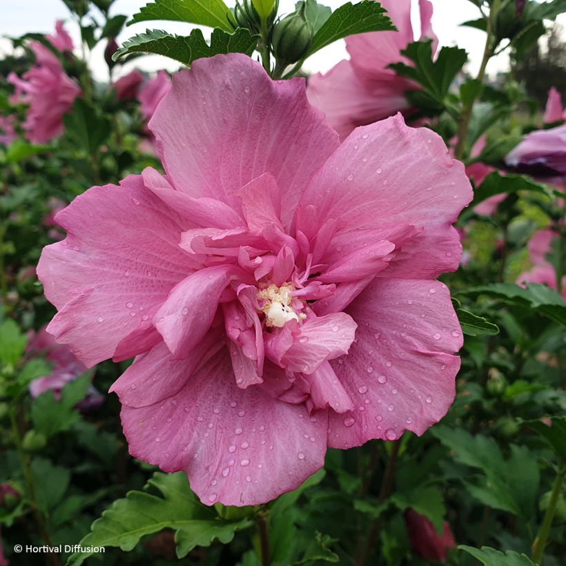 Hibiscus syriacus Beautifull Magenta - Althéa double (Floraison)