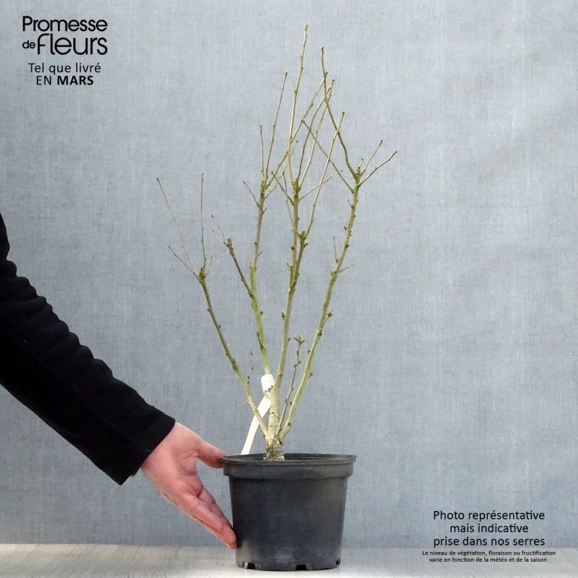 Spécimen de Hibiscus syriacus Duc de Brabant - Althéa double rouge Pot de 3L/4L tel que livré au printemps