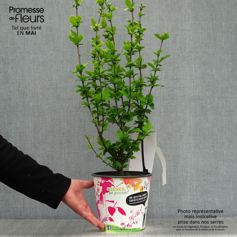 Spécimen de Hibiscus syriacus Eruption - Althéa ou mauve en arbre Pot de 4L/5L tel que livré au printemps