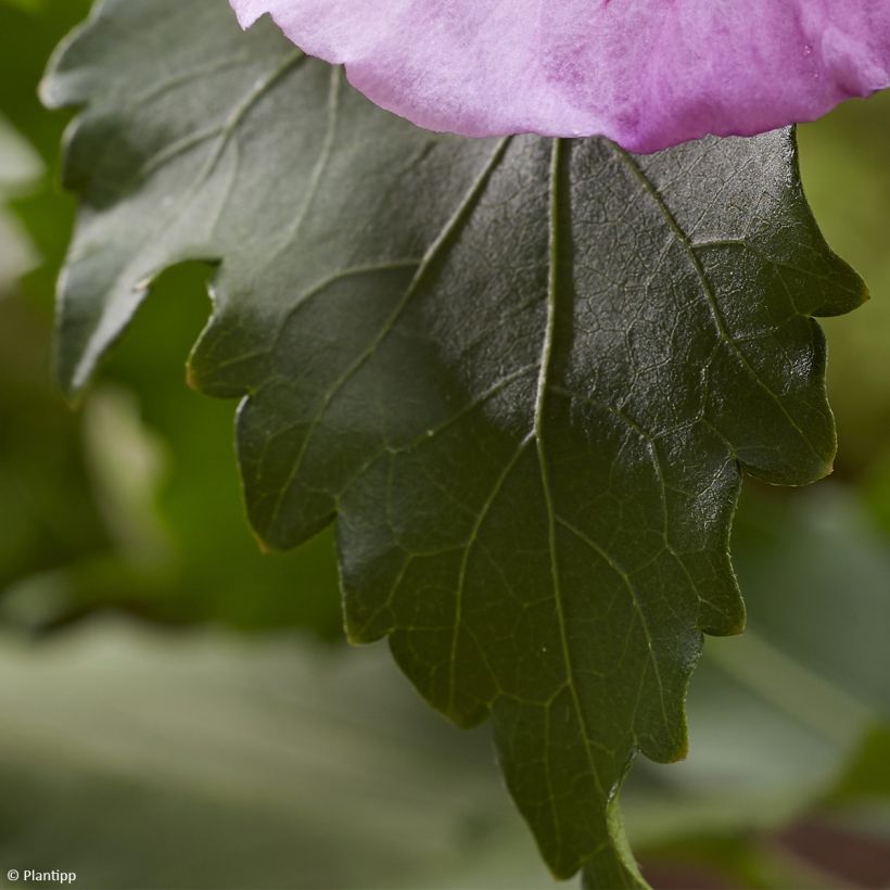Hibiscus syriacus Flower Tower Purple - Althea rose à coeur rouge (Feuillage)