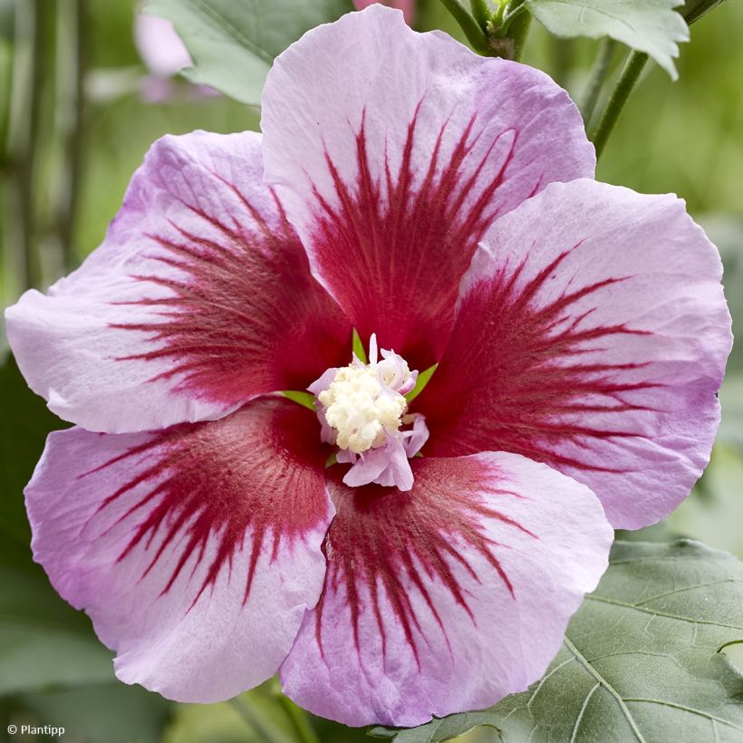 Hibiscus syriacus Flower Tower Purple - Althea rose à coeur rouge (Floraison)