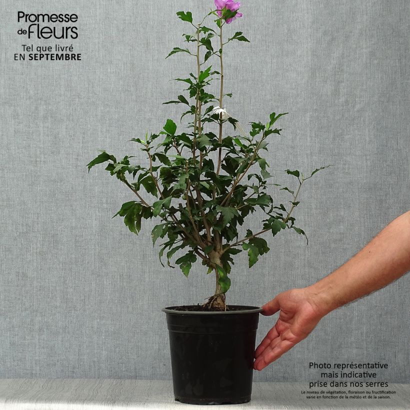 Spécimen de Hibiscus French Cabaret Purple - Althéa double violette Pot de 3L/4L tel que livré en automne