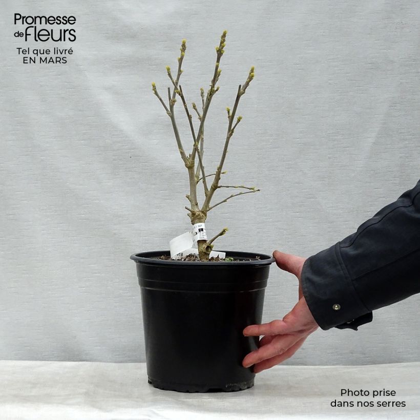 Spécimen de Hibiscus syriacus French Point - Althéa à fleurs doubles Pot de 4L/5L tel que livré au printemps