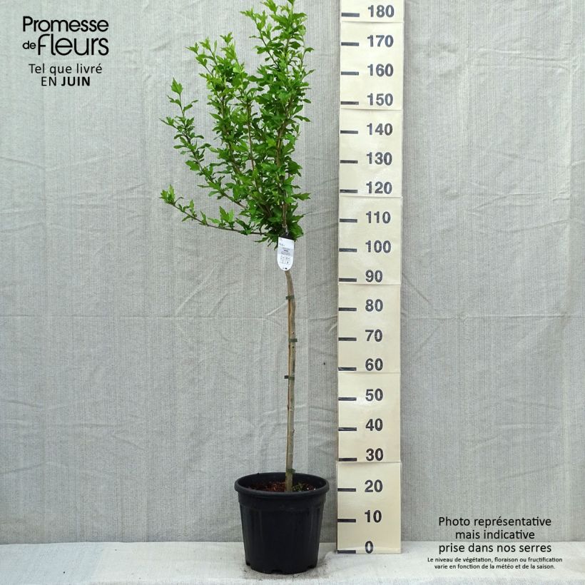 Spécimen de Hibiscus syriacus Hamabo - Althéa ou mauve en arbre Pot de 7,5L/10L, Demi-Tige tel que livré au printemps