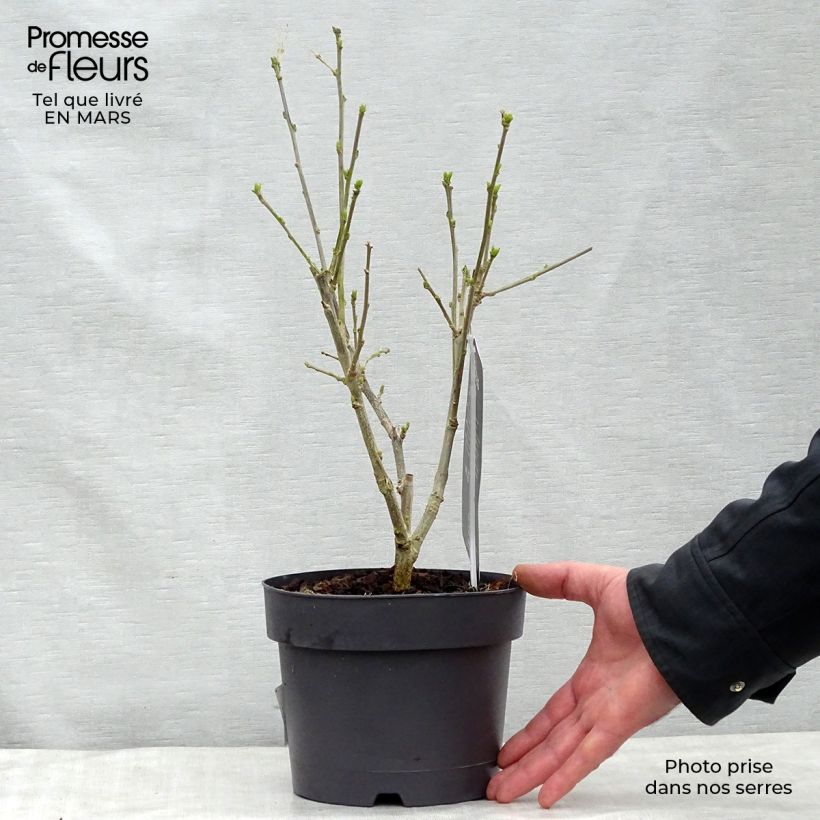 Spécimen de Hibiscus syriacus Hamabo - Althéa ou mauve en arbre Pot de 3L/4L tel que livré au printemps