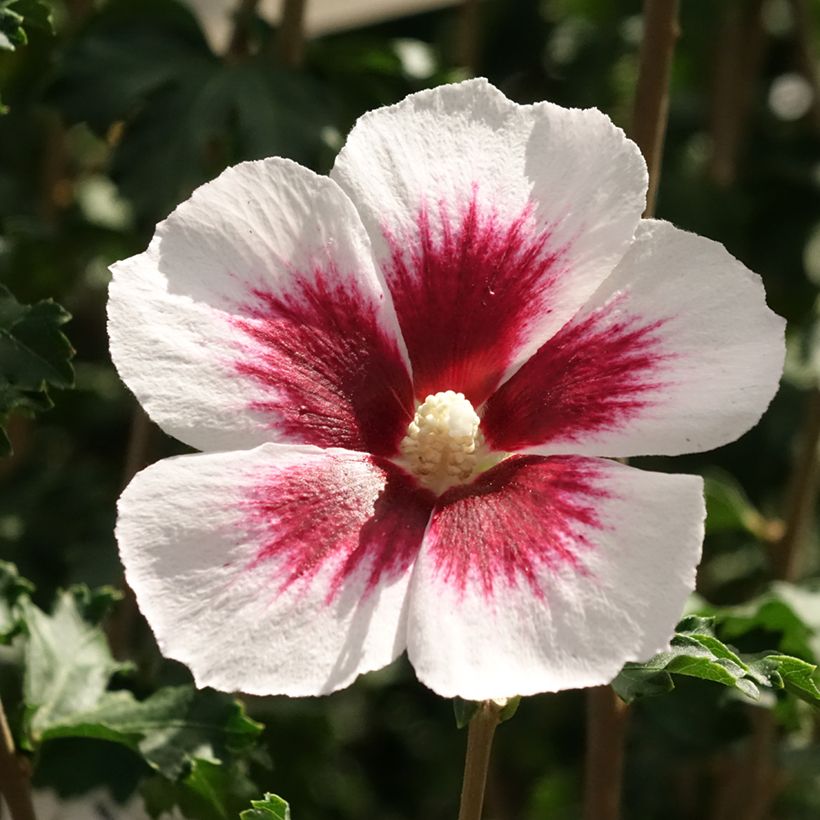 Hibiscus syriacus Hibisa Blanco - Althéa (Floraison)