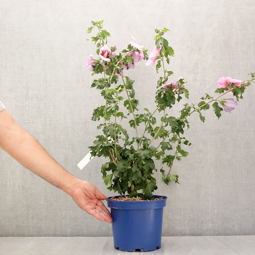 Spécimen de Hibiscus syriacus Hibisa Cocktail - Althéa Pot de 3L/4L tel que livré en été