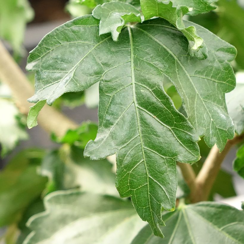 Hibiscus syriacus Hibisa Cocktail - Althéa (Feuillage)