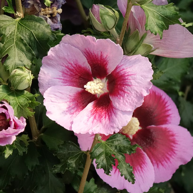 Hibiscus syriacus Hibisa Cocktail - Althéa (Floraison)
