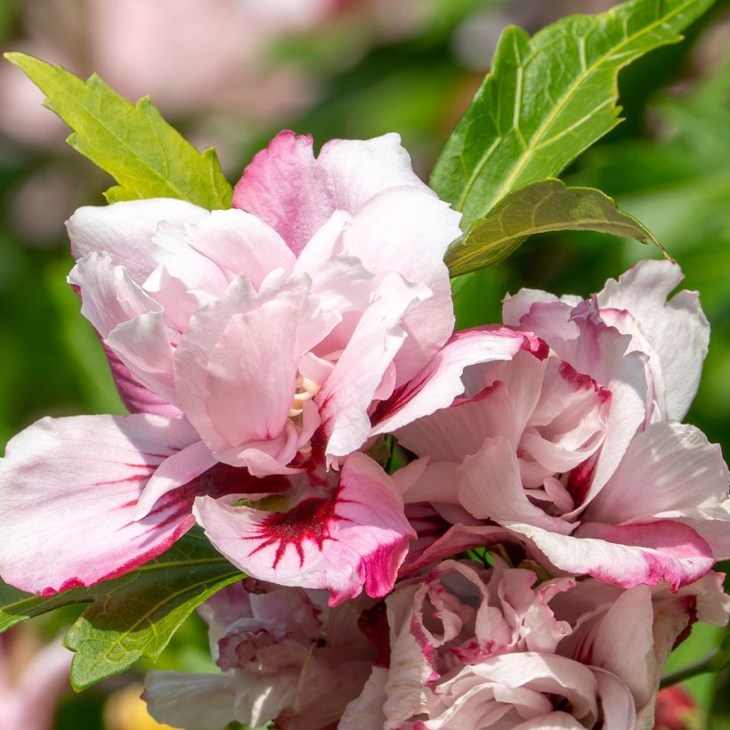 Hibiscus syriacus Lady Stanley - Althéa semi-double bicolore (Floraison)