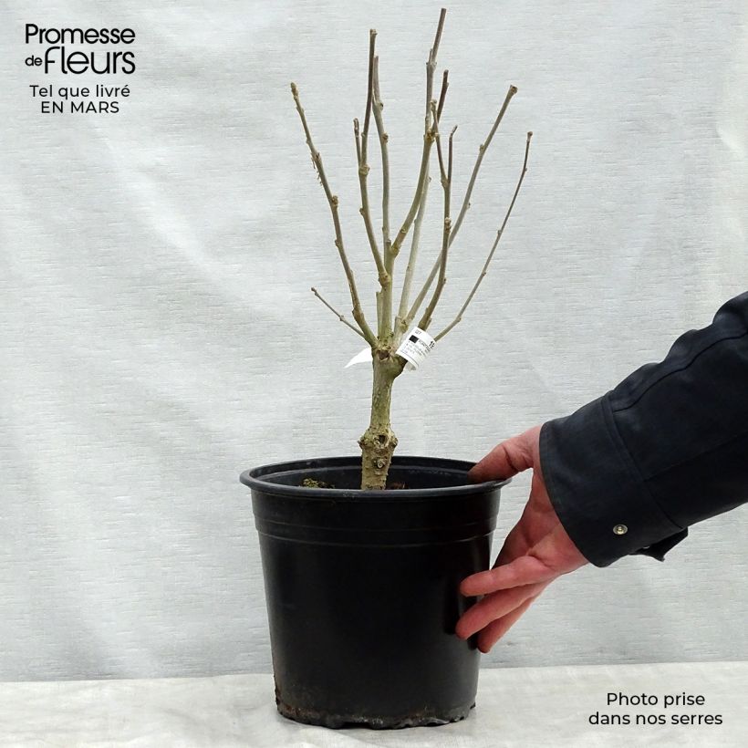 Spécimen de Hibiscus syriacus Lavender Chiffon - Althéa rose Pot de 3L/4L tel que livré au printemps