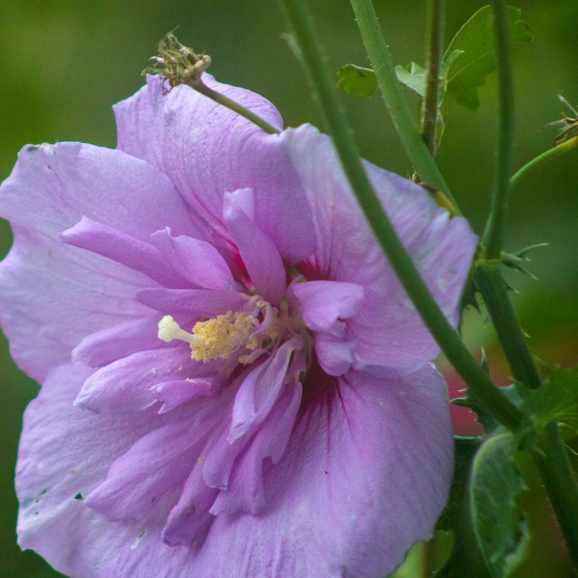 Hibiscus syriacus Lavender Chiffon - Althéa rose (Floraison)