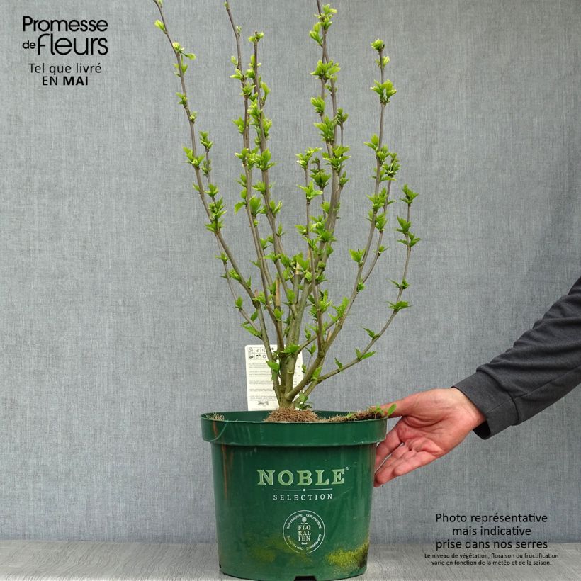 Spécimen de Hibiscus syriacus Lavender Chiffon - Althéa rose Pot de 6L/7L tel que livré au printemps