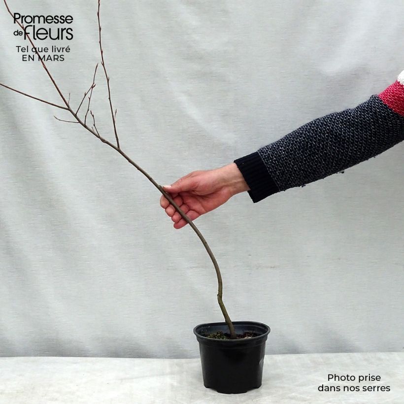 Spécimen de Hibiscus syriacus Leopoldii - Althea en arbre Pot de 2L/3L tel que livré au printemps