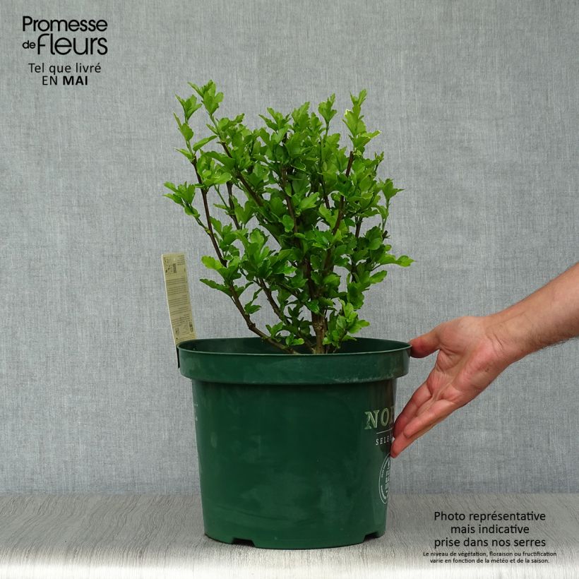 Spécimen de Hibiscus syriacus Magenta Chiffon - Althea double rose pourpre vif Pot de 6L/7L tel que livré au printemps