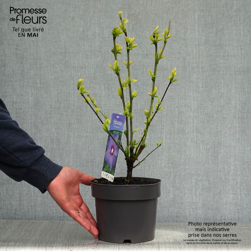 Example of Hibiscus syriacus Oiseau Bleu (Marina) - Althéa bleu Pot de 2L/3L as you get in printemps