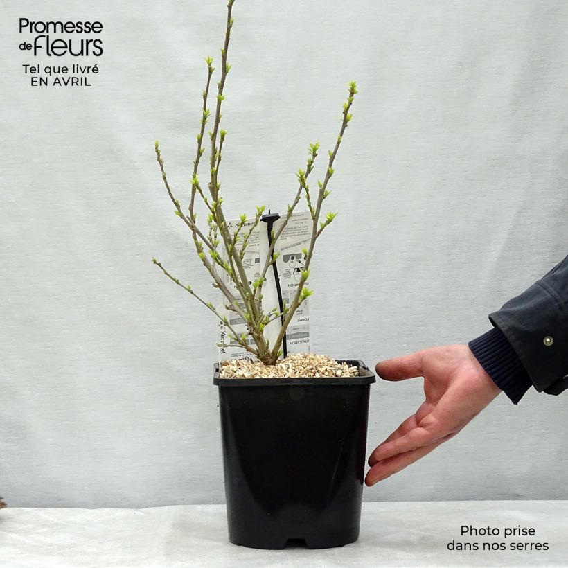 Spécimen de Hibiscus syriacus Pink Chiffon - Althéa semi-double rose pâle Pot de 3L/4L tel que livré au printemps