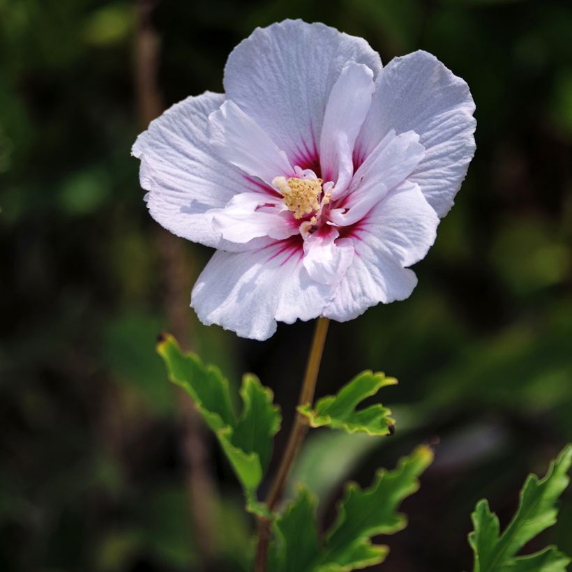 Hibiscus syriacus Pink Chiffon - Althéa semi-double rose pâle (Floraison)