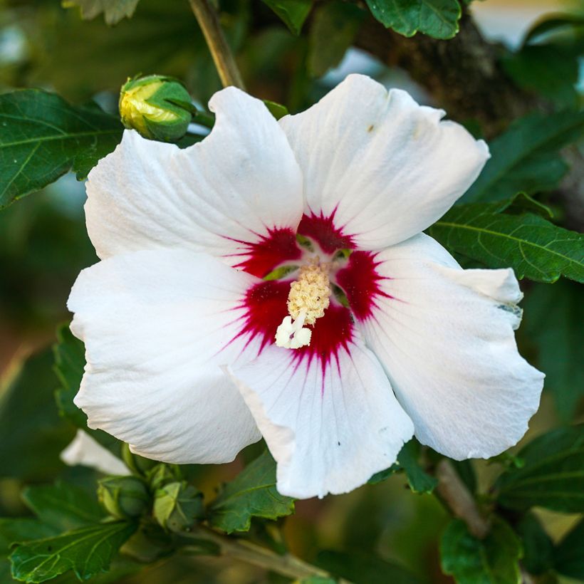 Hibiscus syriacus Red Heart - Mauve en arbre (Floraison)