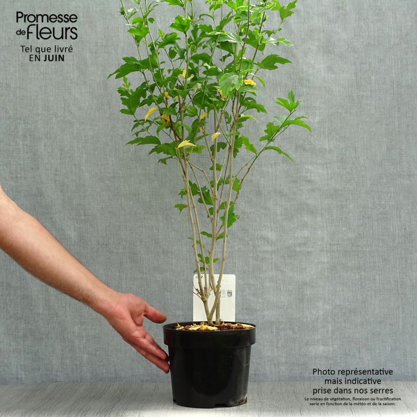 Spécimen de Hibiscus syriacus Shintaeyang - Althéa blanc à coeur rouge cerise Pot de 3L/4L tel que livré en été