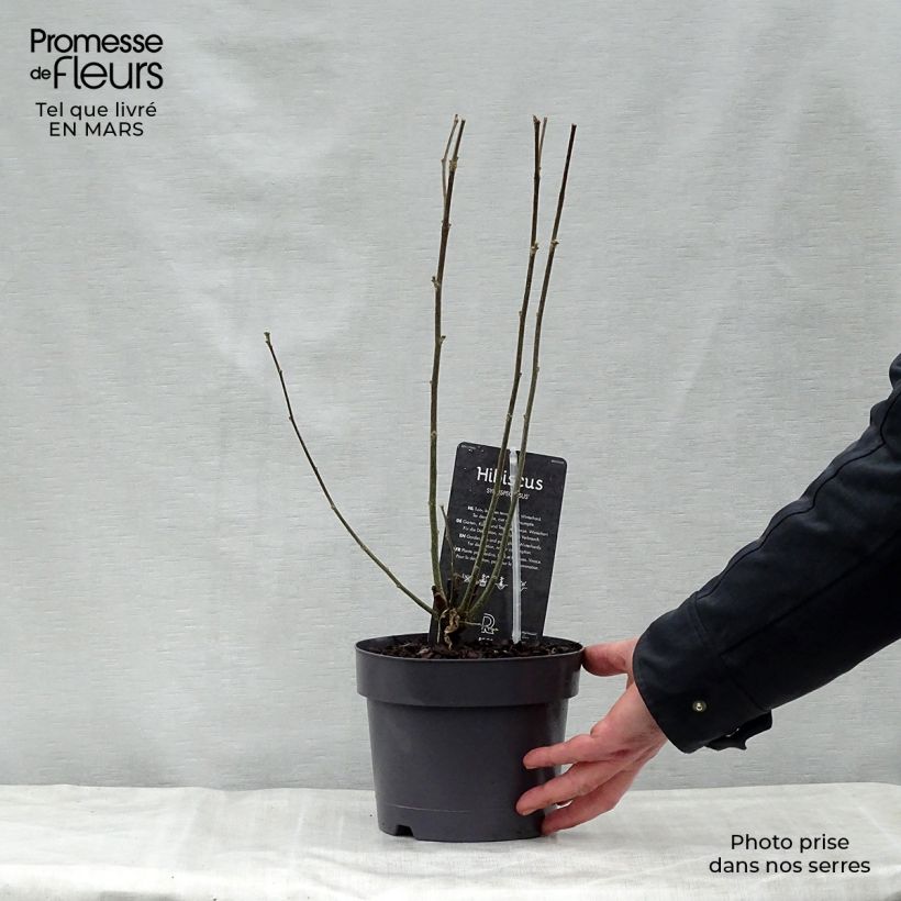 Spécimen de Hibiscus syriacus Speciosus - Althéa Pot de 2L/3L tel que livré au printemps
