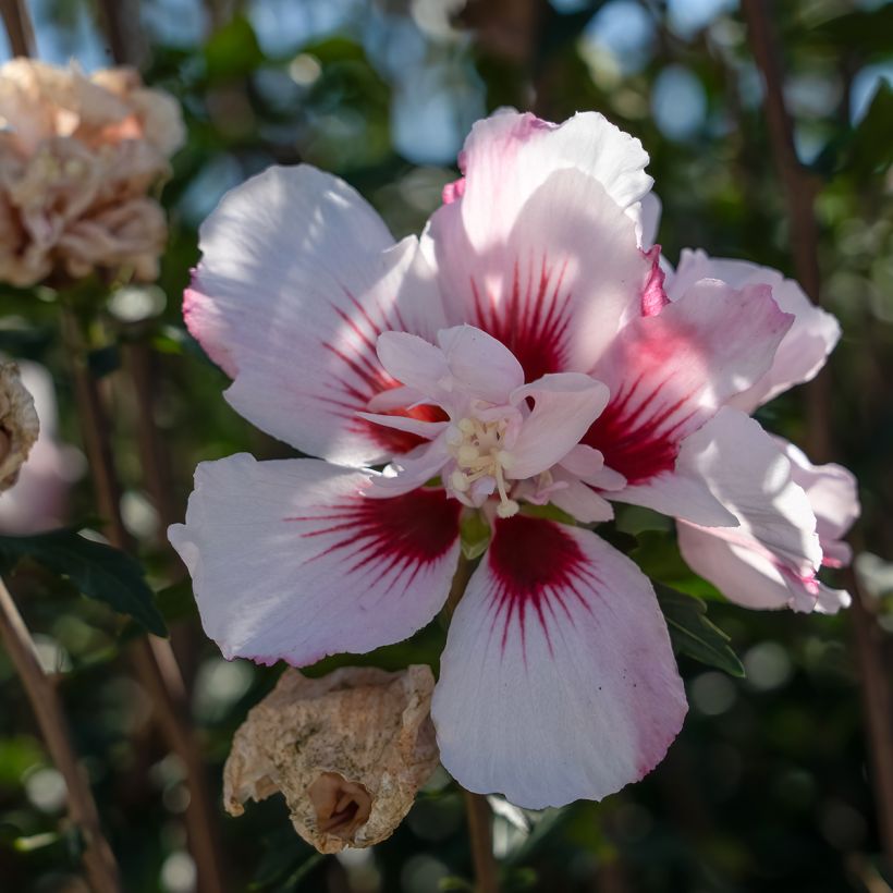 Hibiscus syriacus Starburst Chiffon - Althéa  (Floraison)