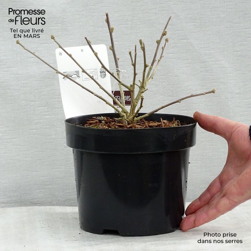 Spécimen de Hibiscus syriacus Summer Ruffle - Althea panaché, semi-double, mauve-rose. Pot de 3L/4L tel que livré au printemps