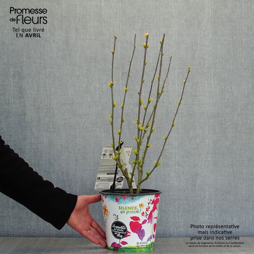 Spécimen de Hibiscus syriacus Sup'Heart - Althéa à grosses fleurs Pot de 3L/4L tel que livré au printemps